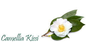 Camellia Kissi