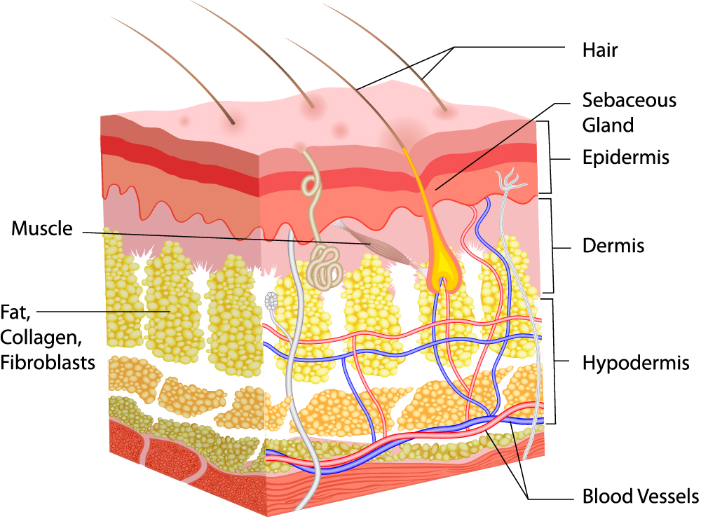 skin diagram