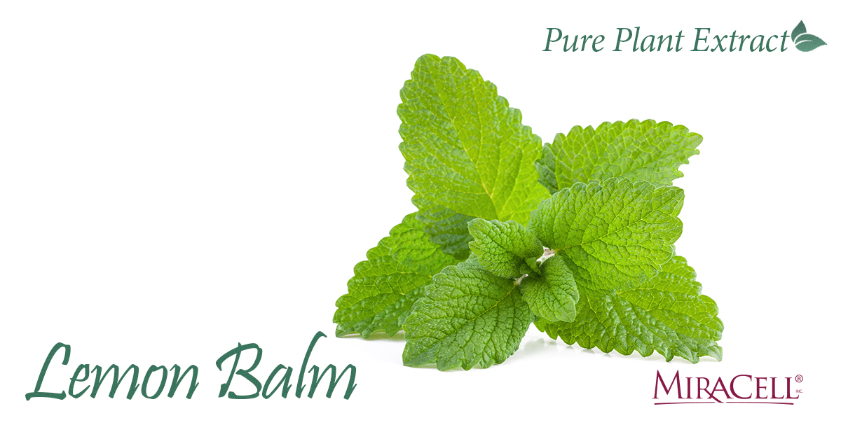 Lemon Balm